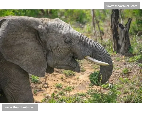 《在紧张与激动中，我体会到比赛的真正意义和成长的力量》